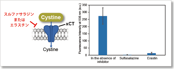 xCT 阻害剤（スルファサラジン、エラスチン）による評価