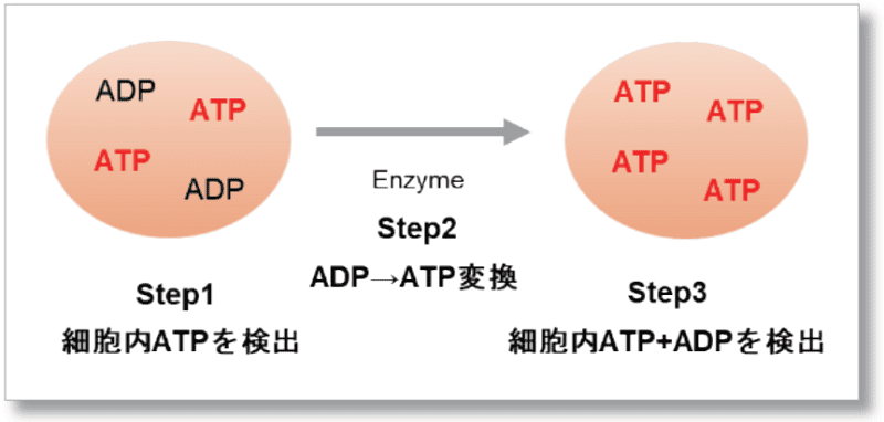 発光法で見るADP/ATP の比率