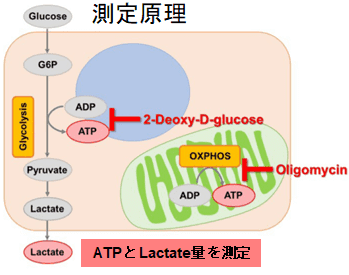 測定原理