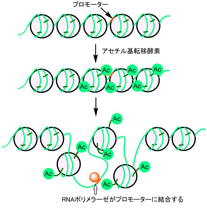 ヒストンアセチル化によるクロマチン構造の変化(図1)