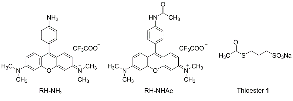 蛍光プローブRH-NH2の構造(図2)
