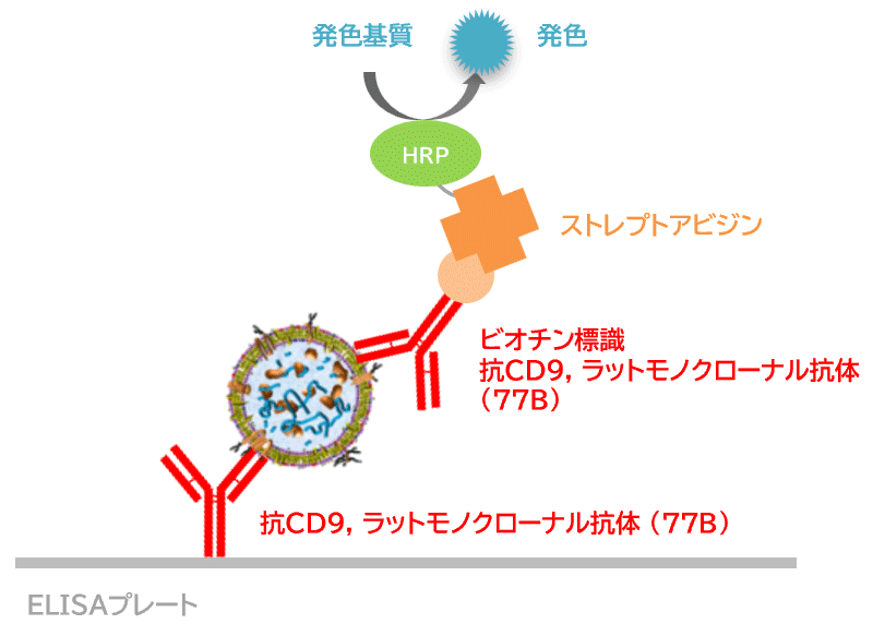 CD9-Capture ヒトエクソソームELISAキット(ストレプトアビジンHRP)の原理