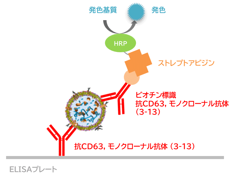 CD63-Capture ヒトエクソソームELISAキット(ストレプトアビジンHRP)の原理