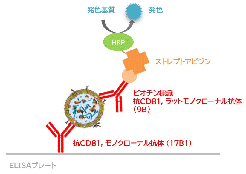 CD81-Capture ヒトエクソソームELISAキット(ストレプトアビジンHRP)の原理