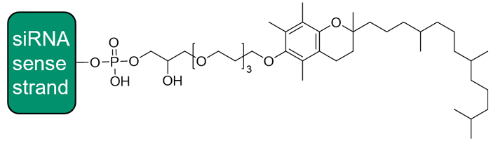 [模式図]Tocopherol-TEG conjugated siRNA sense strand