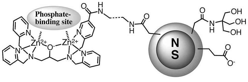 Phos-tag<sup>®</sup> 磁気ビーズ