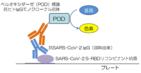 抗SARS-CoV-2 S-RBD IgG ELISAキットワコーの測定原理