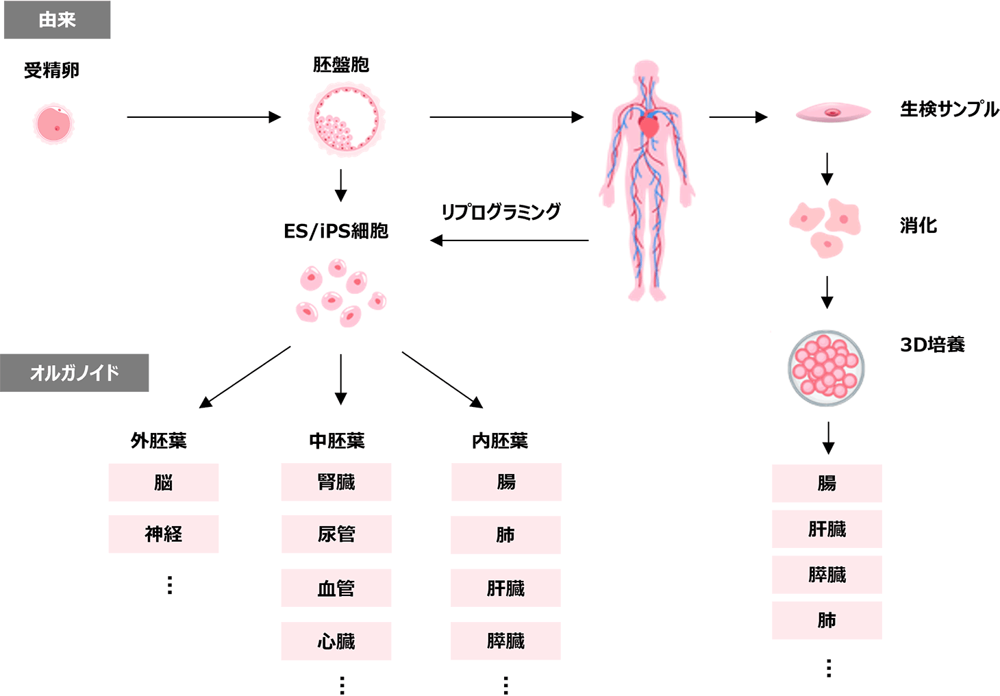 オルガノイドの培養