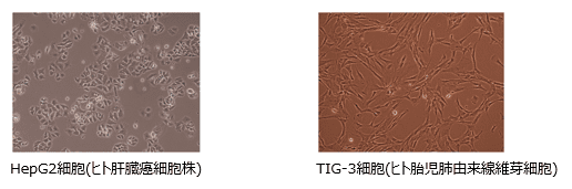 HepG2細胞(ヒト肝臓癌細胞株)とTIG-3細胞(ヒト胎児肺由来線維芽細胞)