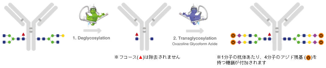 TransGLYCIT Azide activationによる糖転移のワークフロー