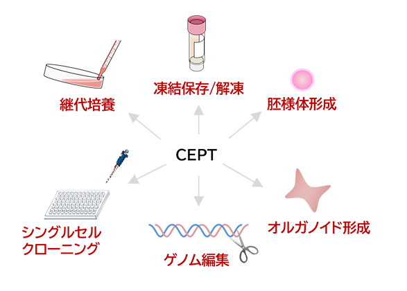 継代培養、凍結保存/解凍、胚様体形成、シングルセルクローニング、ゲノム編集、オルガノイド形成