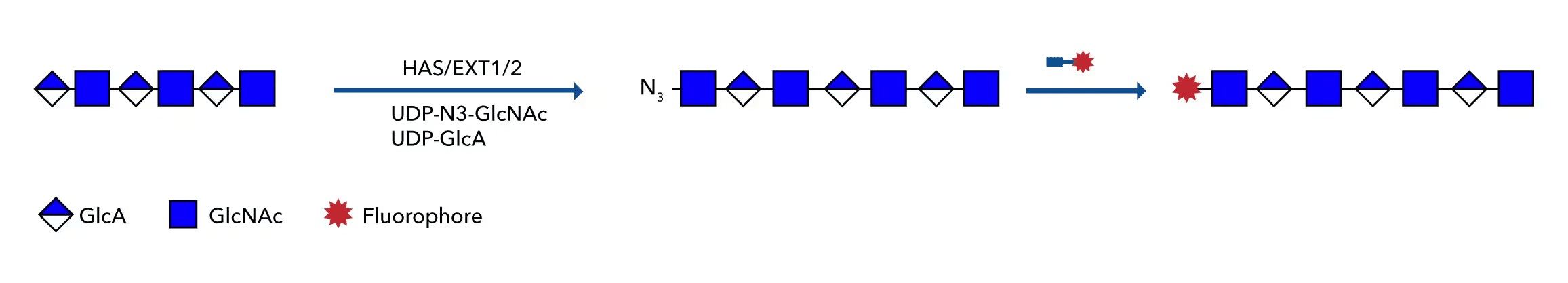 ヘパラン硫酸/ヒアルロン酸標識