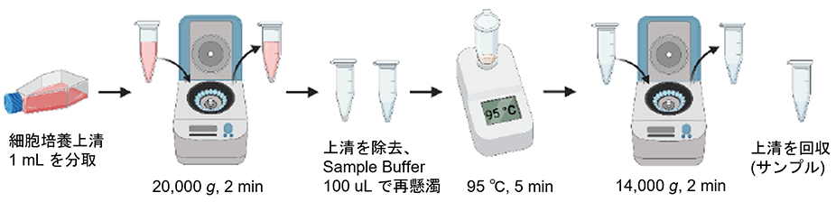 サンプルの調製