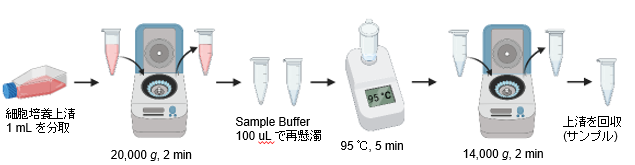 サンプルの調製