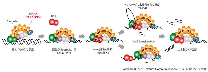 CRISPR-Cas3システム