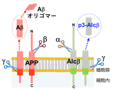 p3-Alcβ の産生機構