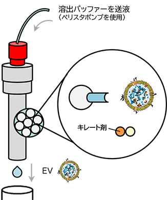 図1 MassivEV™ EV Purification Column PS (PSアフィニティー法)による細胞外小胞の単離・精製の原理
