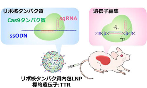 CL4H6 を用いたリボ核タンパク内包 LNP 製剤による遺伝子編集