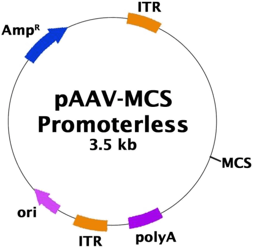 pAAV-MCS Promoterless
