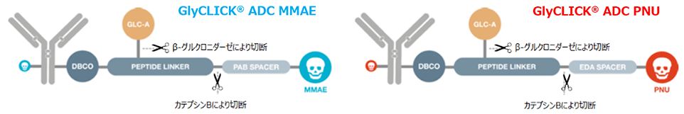 GlyCLICK® ADC で調製した抗体薬物複合体の概略図