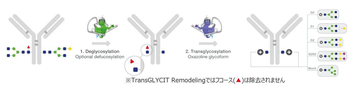TransGLYCIT™ Remodelingワークフロー