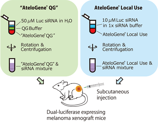 AteloGene®Local Use Quick Gelationを用いたマウス皮下腫瘍モデルへのsiRNA局所投与