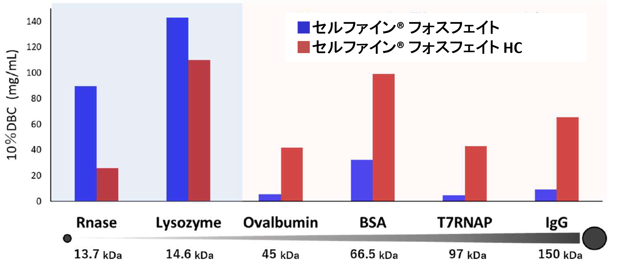 セルファイン® フォスフェイトおよびセルファイン® フォスフェイト HCのタンパク質吸着量比較