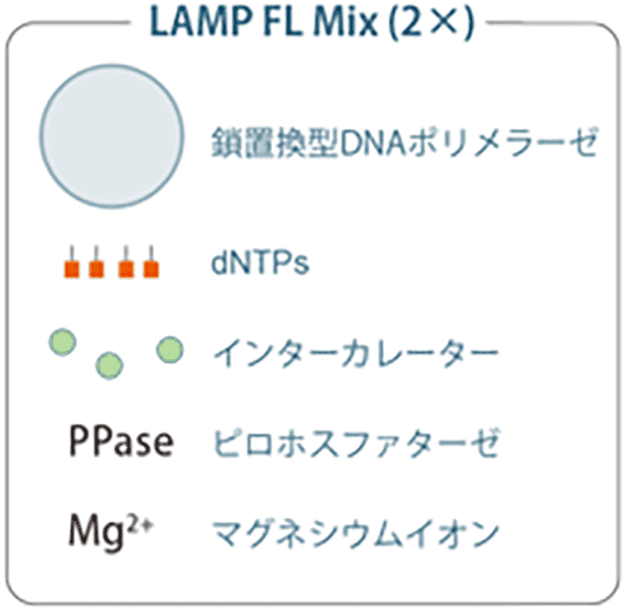 LAMP FL Mix(2×)