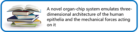 A novel organ-chip system emulates three-dimensional architecture of the human epithelia and the mechanical forces acting on it