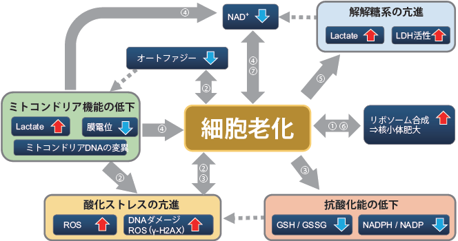 細胞老化と関連指標の相関マップ