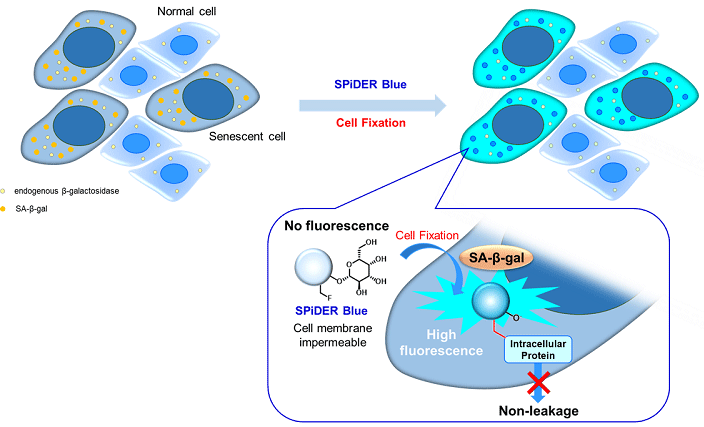 図1 SPiDER Blue による老化細胞の検出原理
