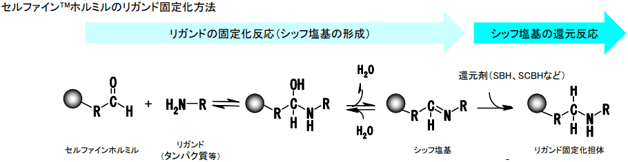 図：セルファイン™ ホルミルのリガンド固定化方法