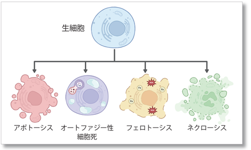 細胞死をより詳細にみる