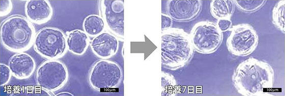 免疫染色像（赤：ZO-1、青：核）