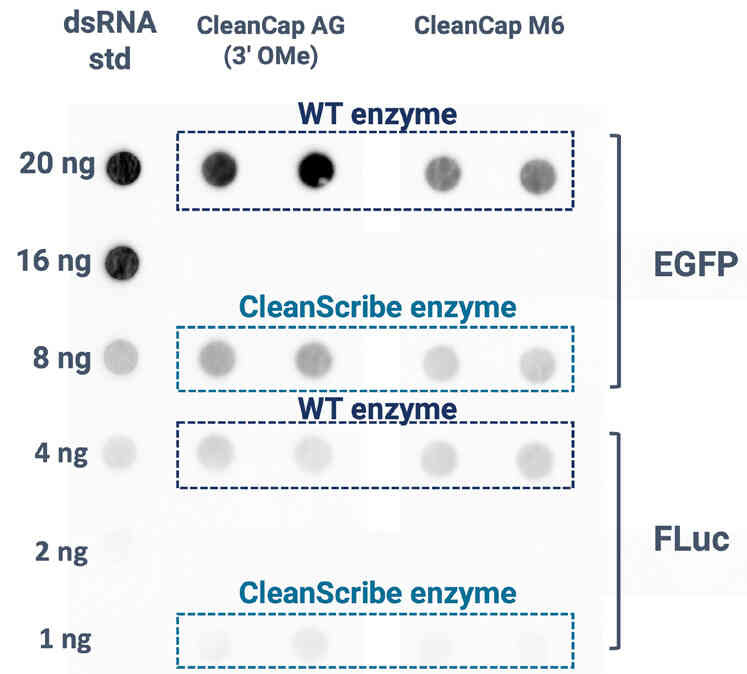 TriLink IVT Enzymes