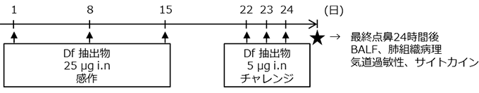 マウス ： BALB/c、 ♀、 6-8週齢