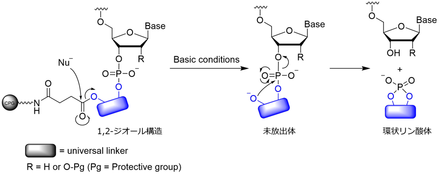 ユニバーサルリンカーからのオリゴヌクレオチドの切り出しメカニズム