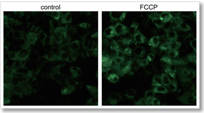 control FCCP