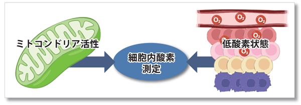 ミトコンドリア活性と低酸素状態の検出