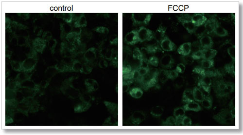 control FCCP