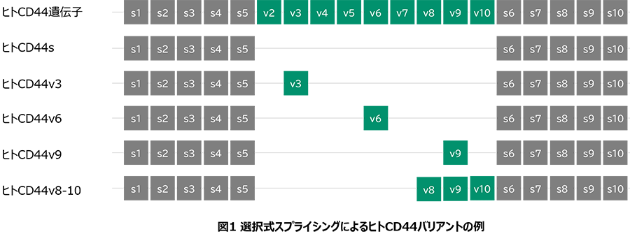図1 選択式スプライシングによるヒトCD44バリアントの例