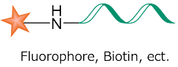 核酸の標識化