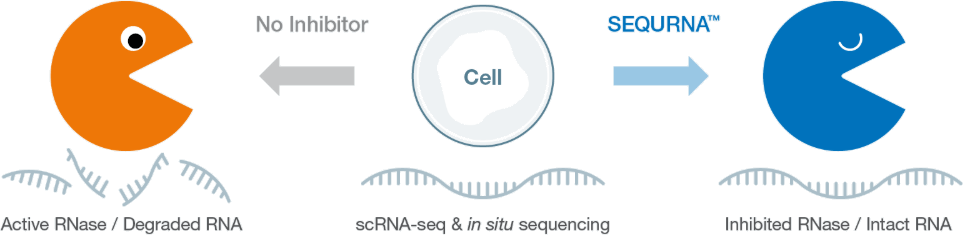 RNAポリメラーゼ