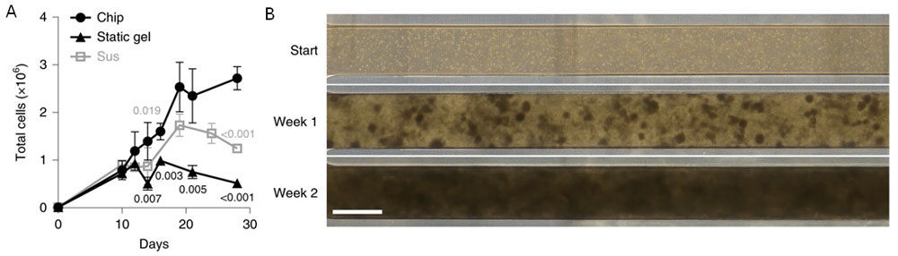 細胞分化の促進