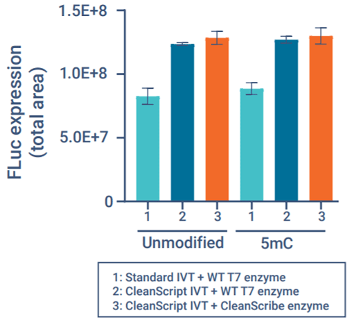 タンパク質発現の増加