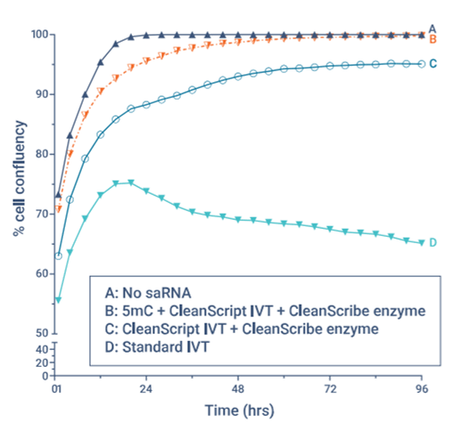 saRNA の 5mC 修飾による A549 細胞生存率の向上