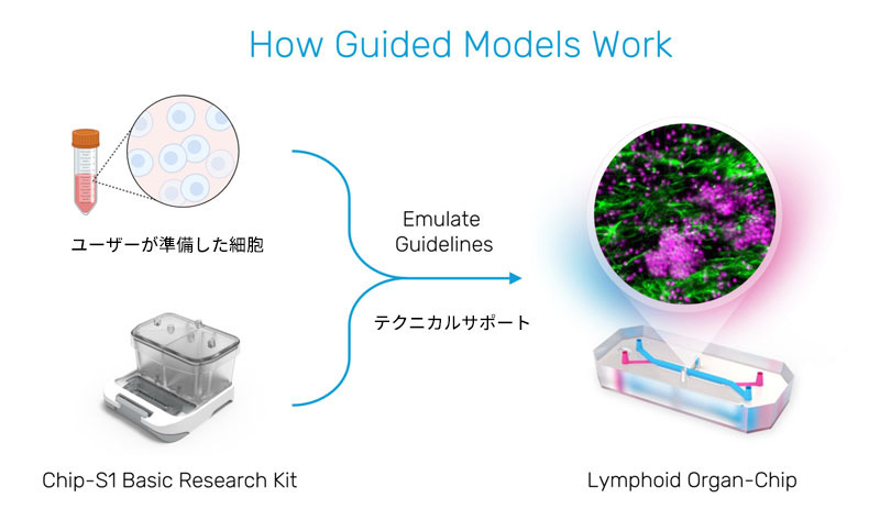 How Guided Models Work