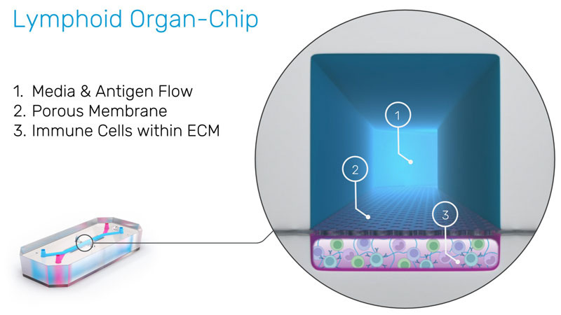 Lymphoid Organ-Chip