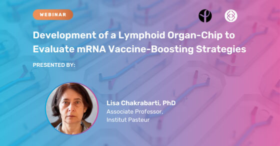 Development of a Lymphoid Organ-Chip to Evaluate mRNA Vaccine-Boosting Strategies