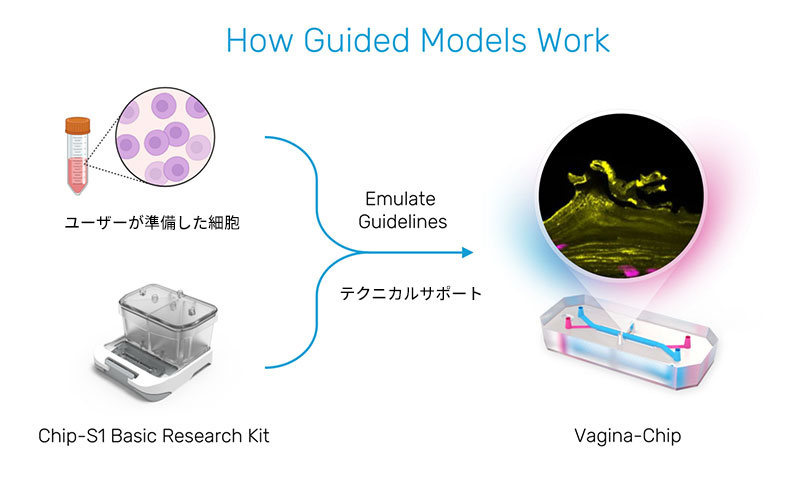 How Guided Models Work